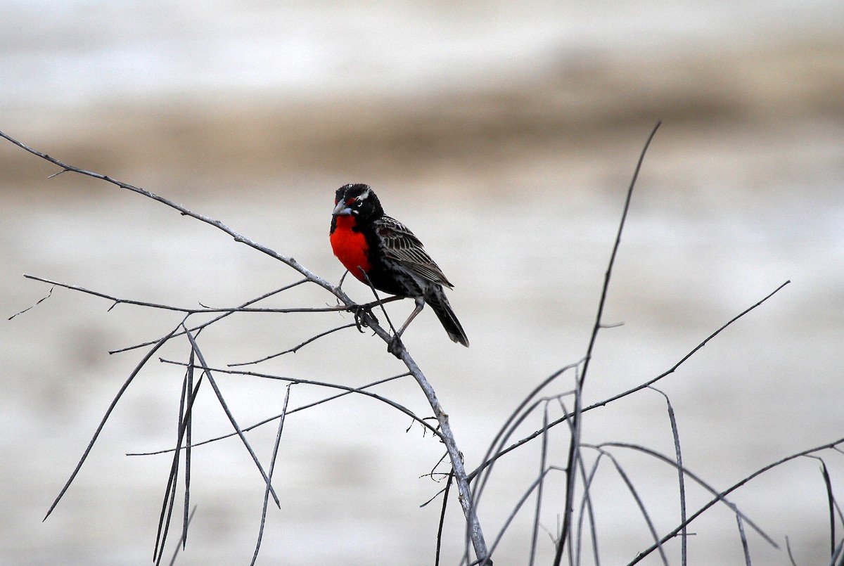 Peruvian Meadowlark - ML715480