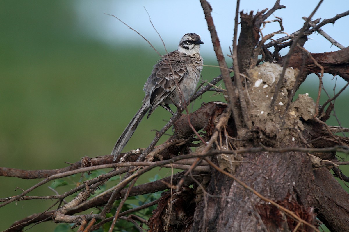 Long-tailed Mockingbird - Eduardo Soler