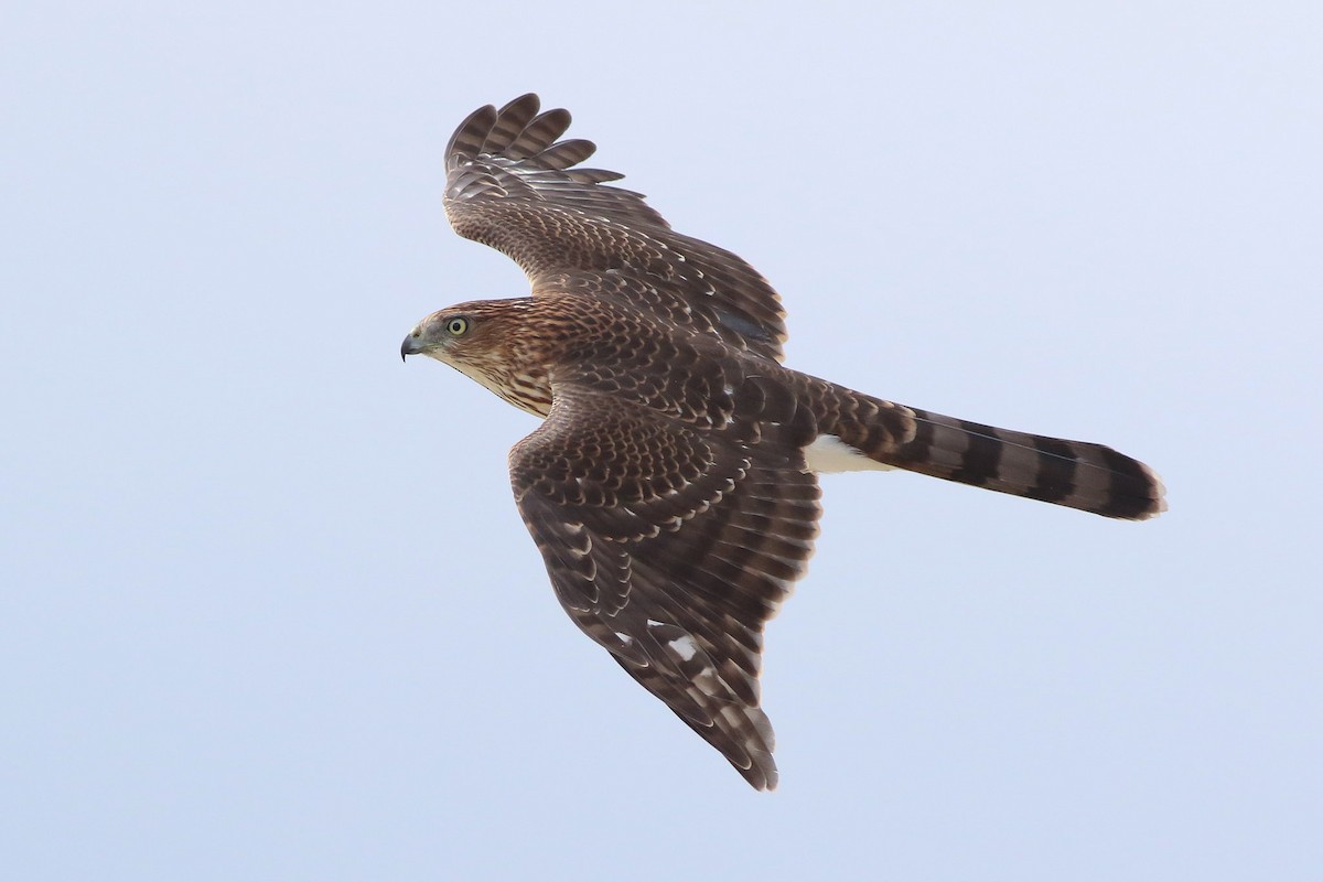 Cooper's Hawk - ML71549891