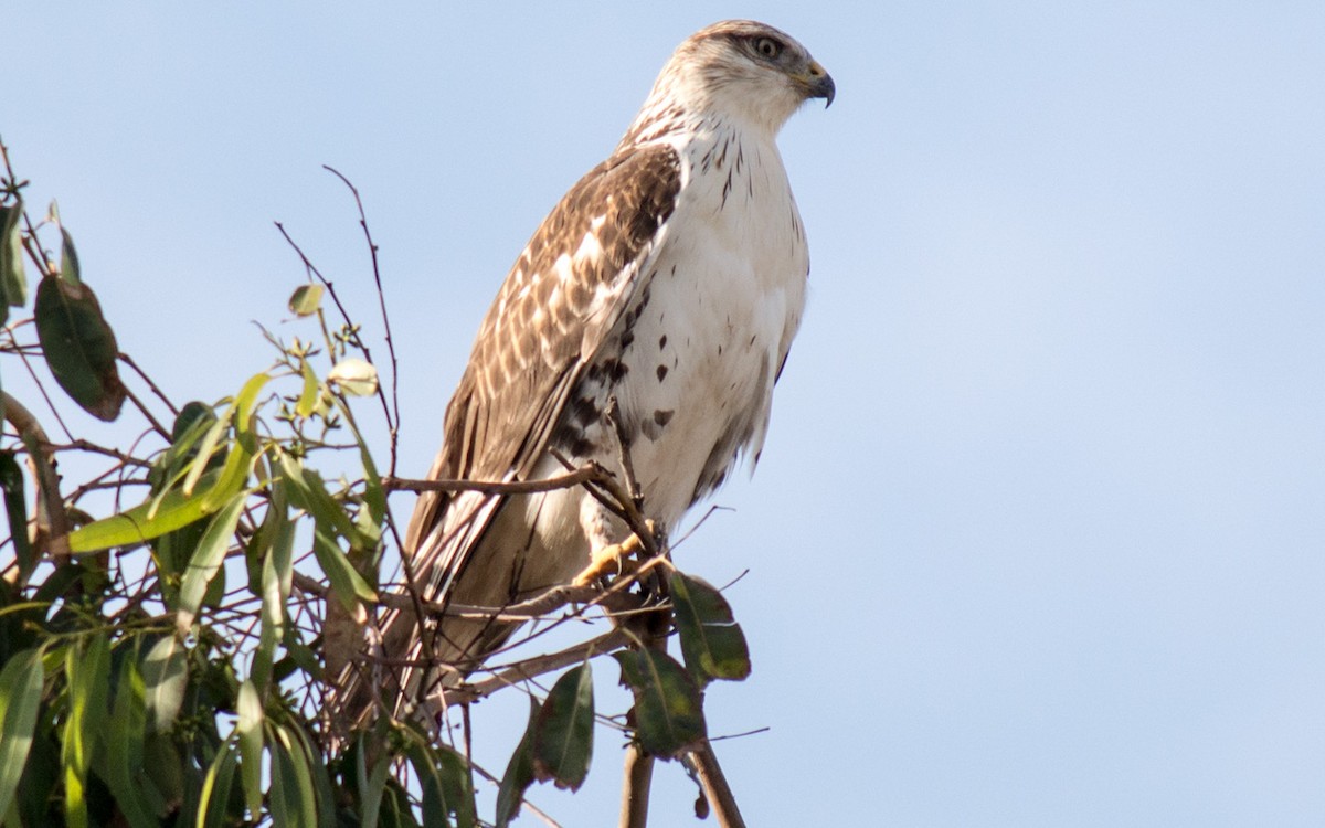 Ferruginous Hawk - Peter Nguyen