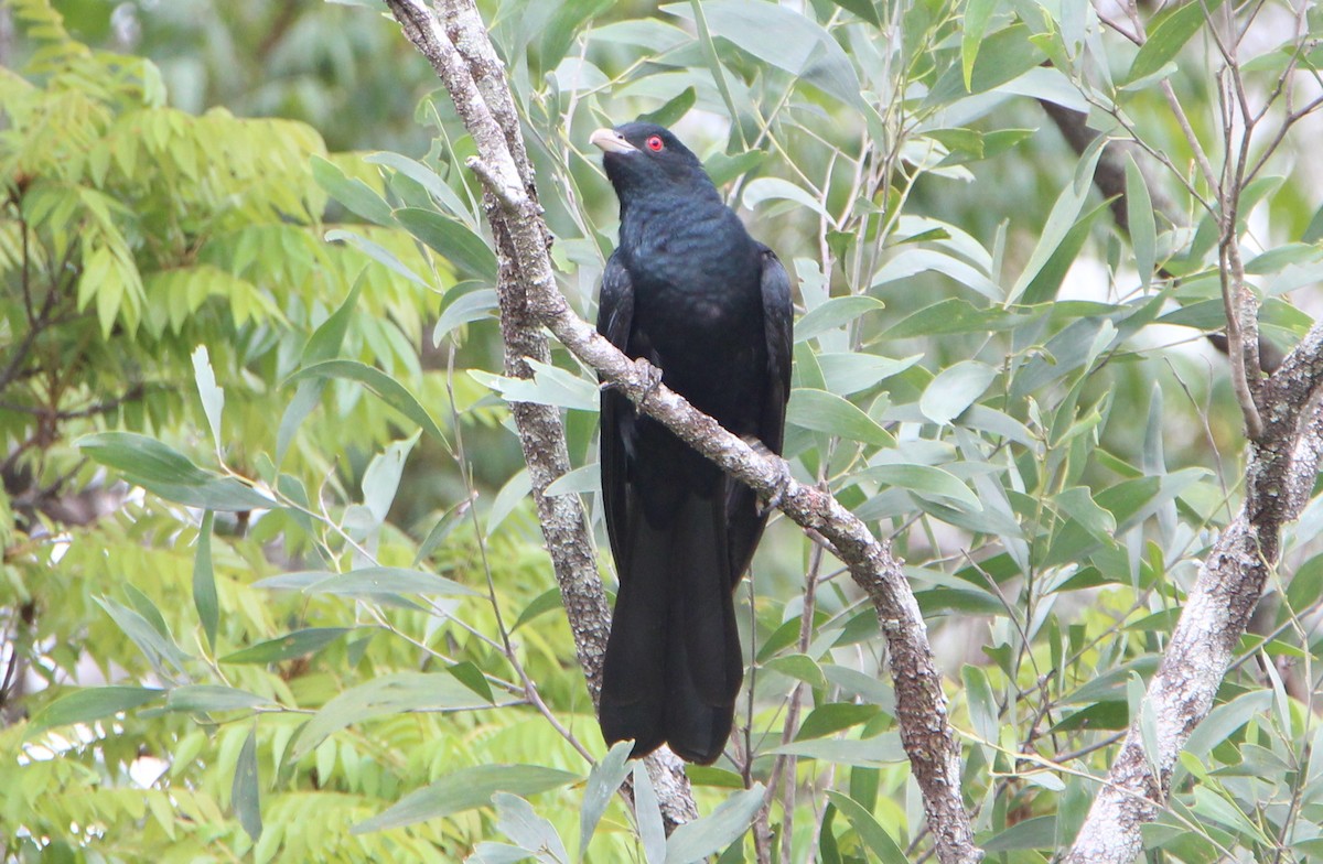 Pacific Koel - ML71551341