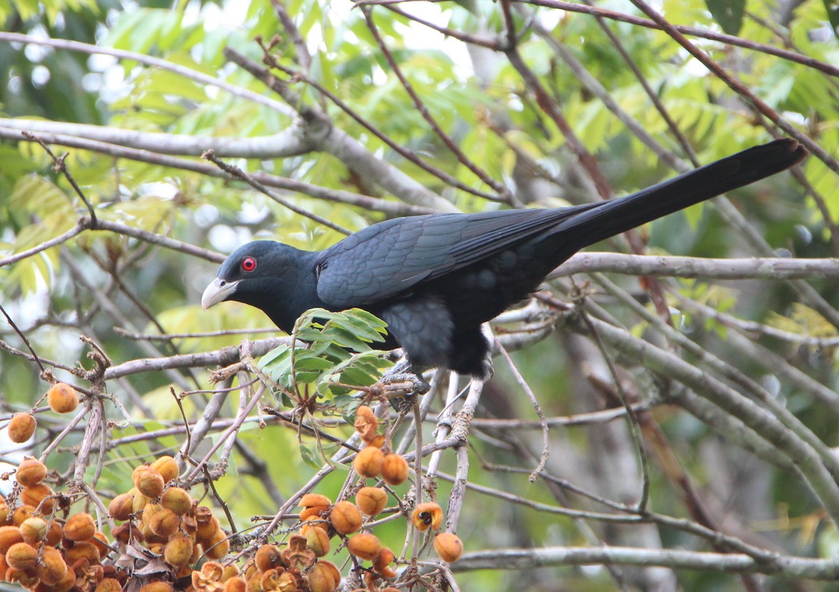 Pacific Koel - ML71551431