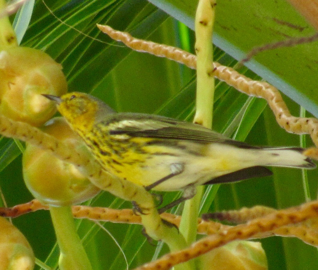 Cape May Warbler - Isaias Morataya