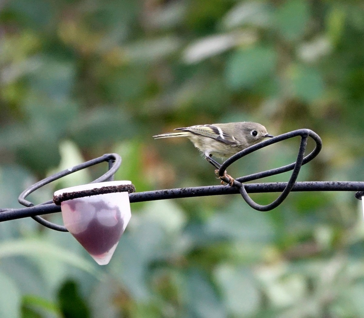 Ruby-crowned Kinglet - ML71553301