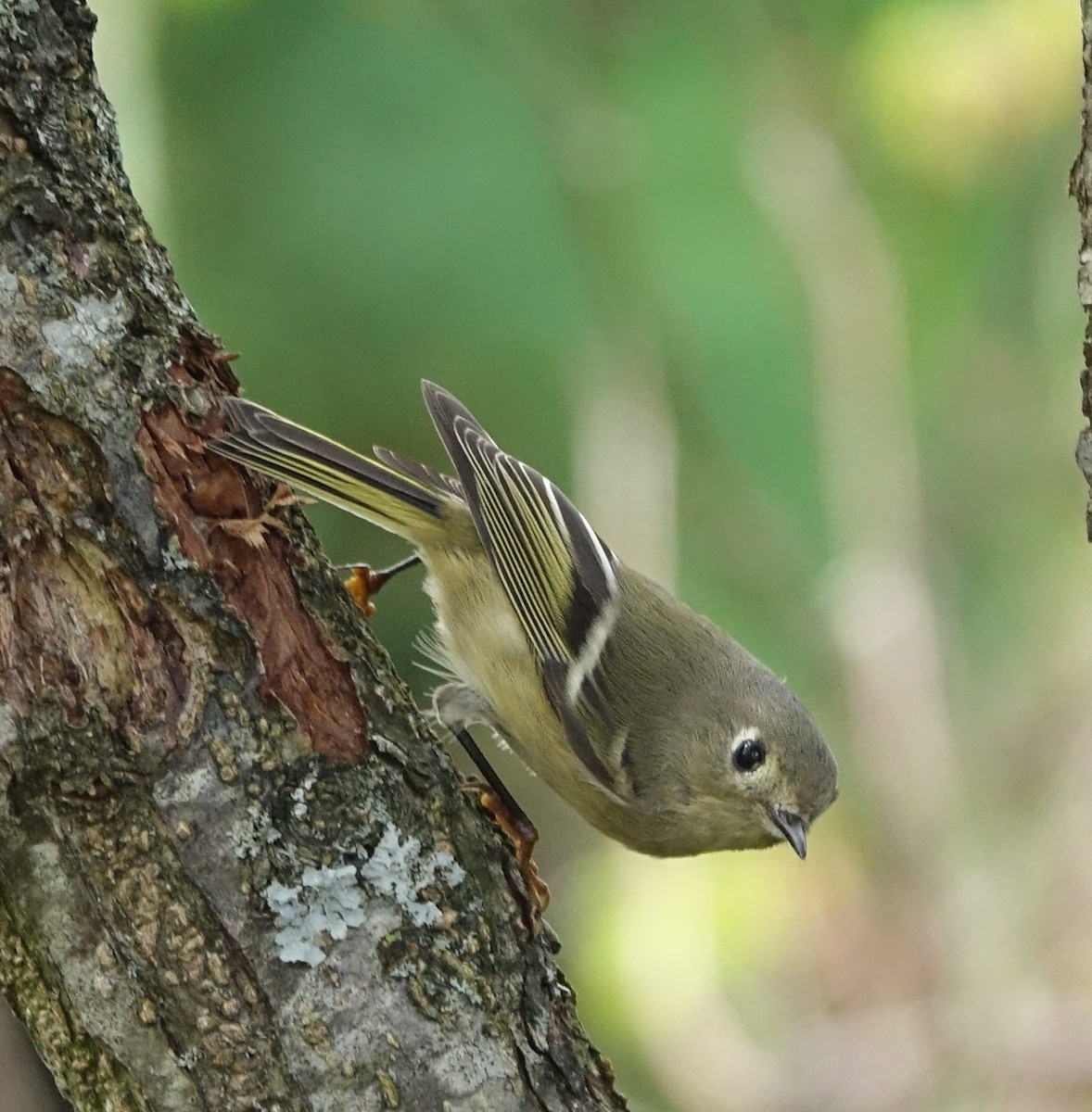 Ruby-crowned Kinglet - ML71553371