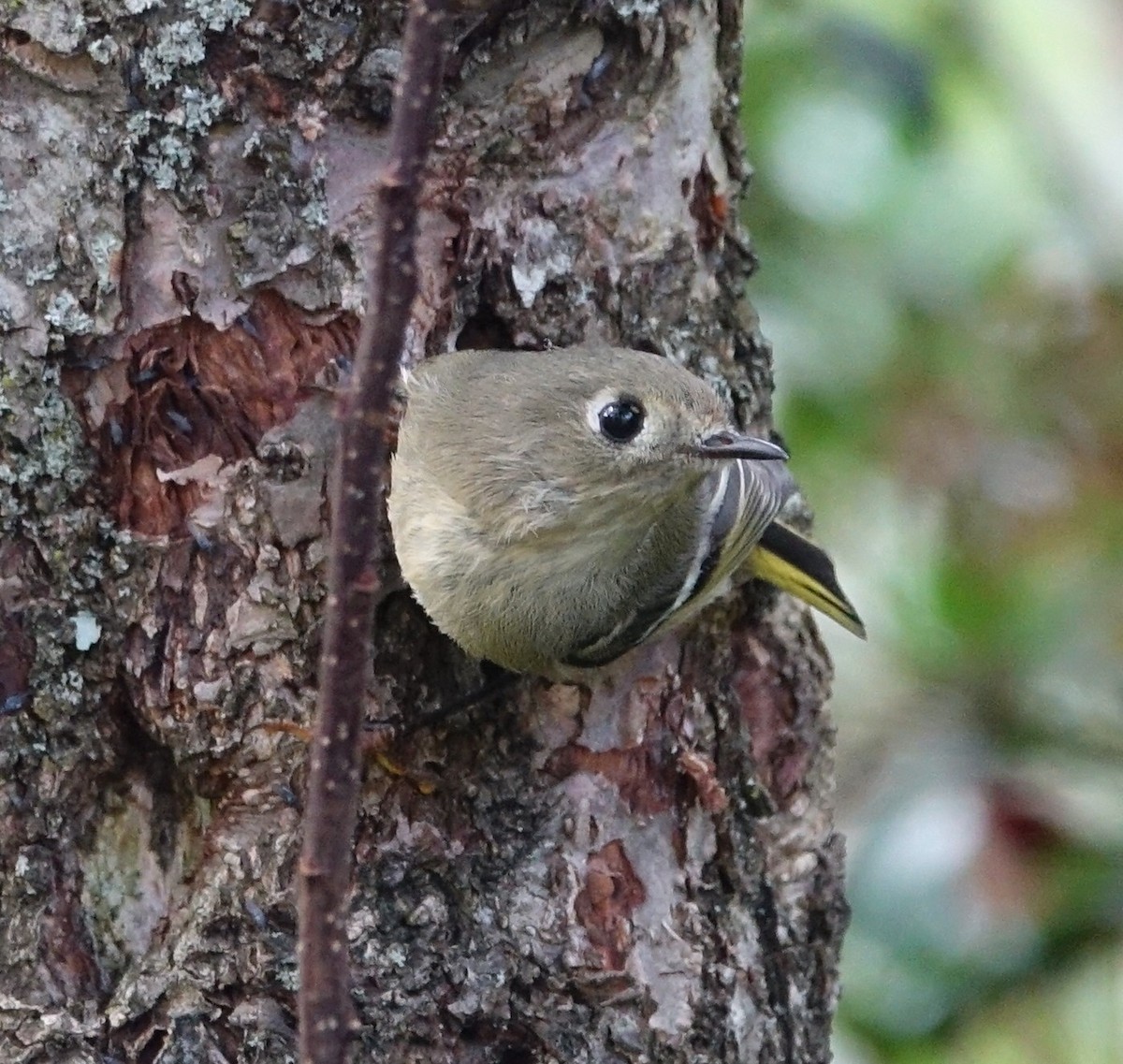 Ruby-crowned Kinglet - ML71553401