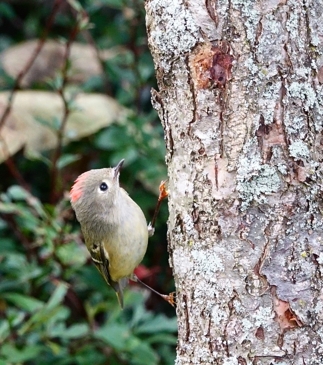 Ruby-crowned Kinglet - ML71553421