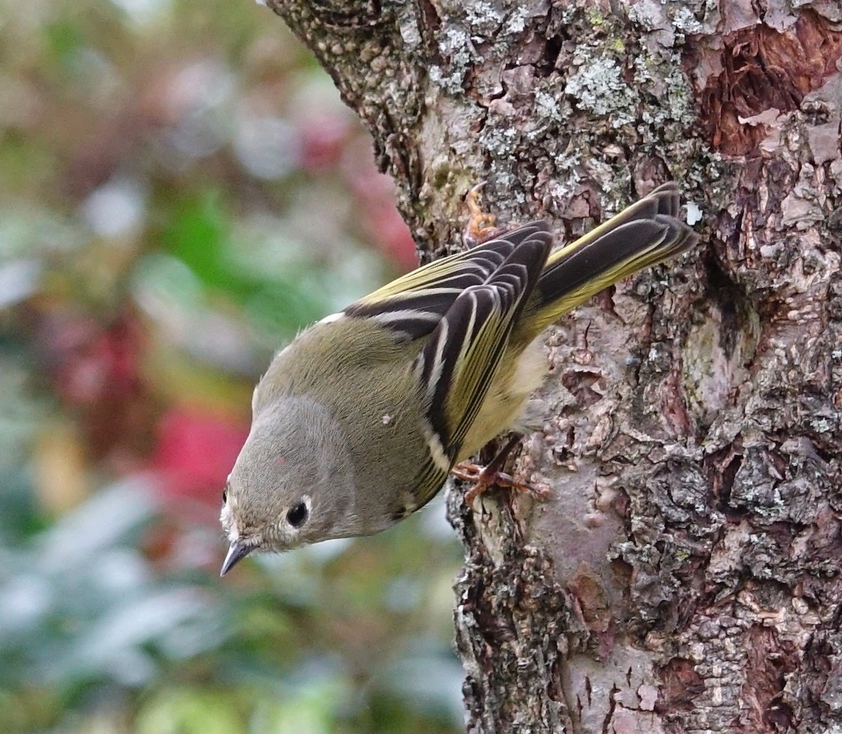 Ruby-crowned Kinglet - ML71553461