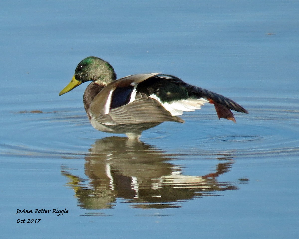 Mallard - JoAnn Potter Riggle 🦤