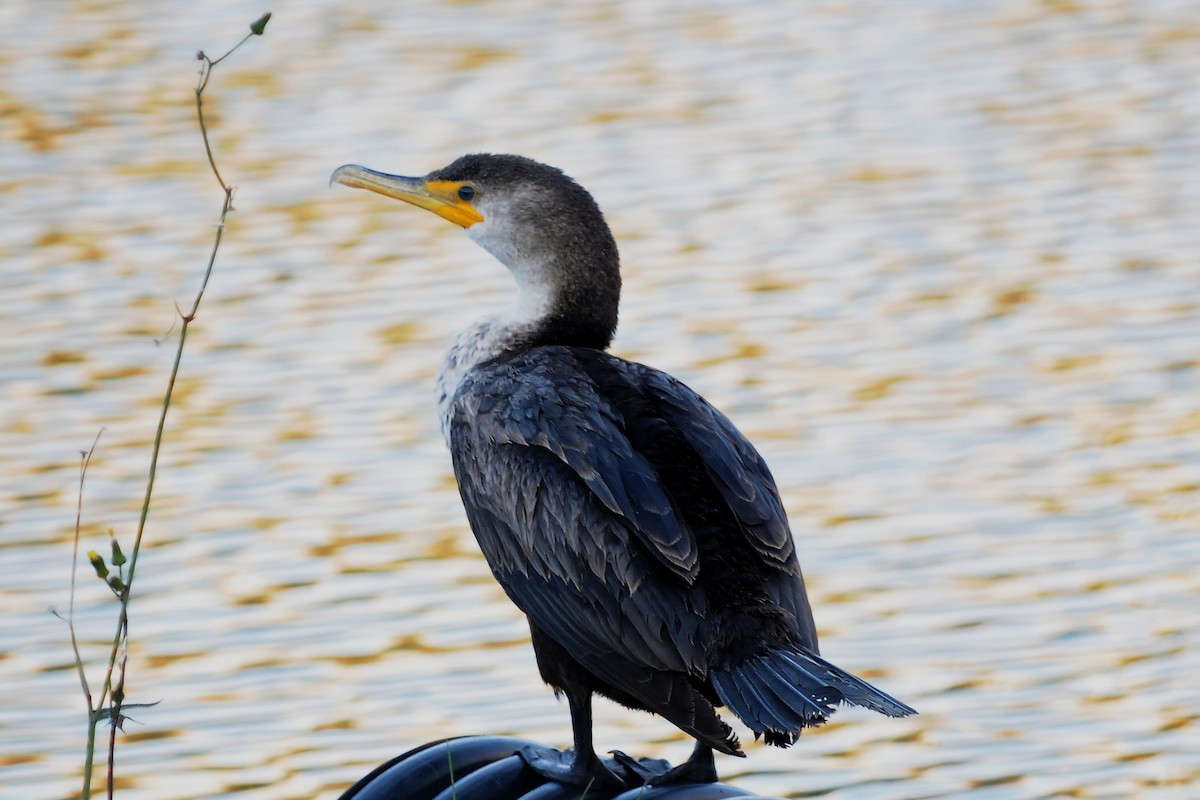 Cormorán Orejudo - ML71556301