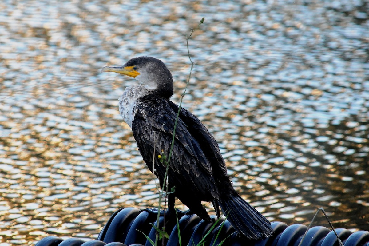 Double-crested Cormorant - ML71556341