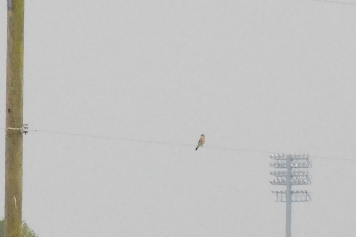 American Kestrel - ML71556621