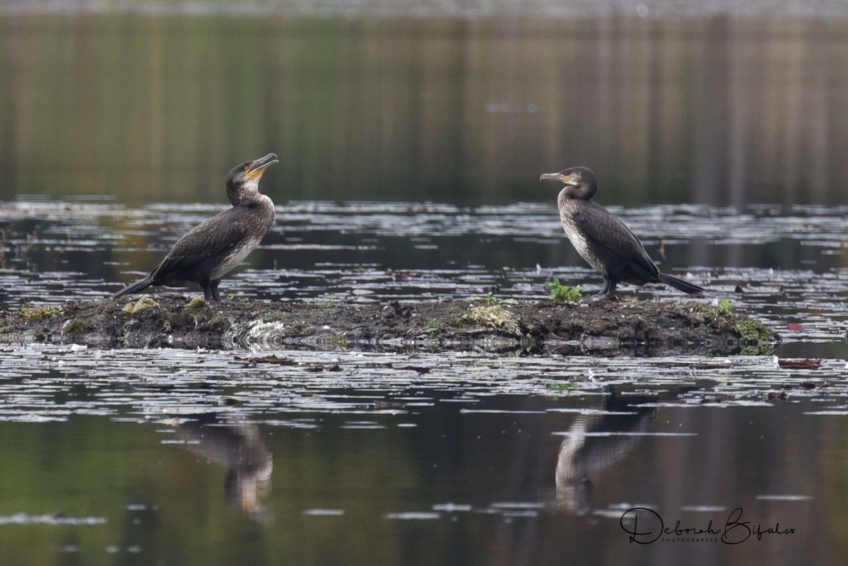 kormorán velký (ssp. carbo) - ML71557211