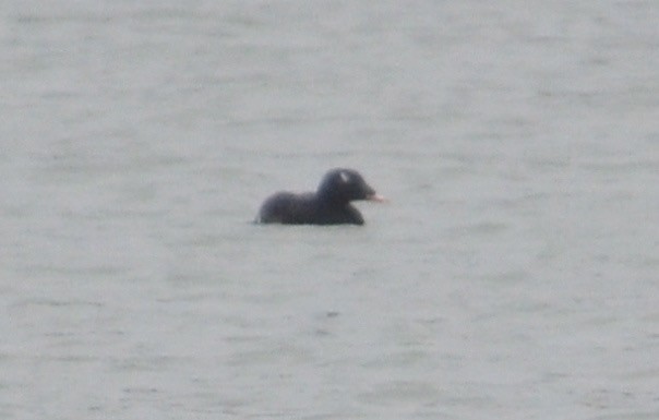 White-winged Scoter - ML71557731