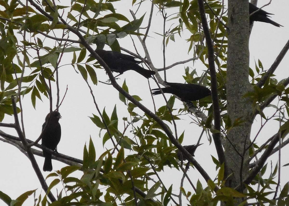 Brown-headed Cowbird - ML71557761