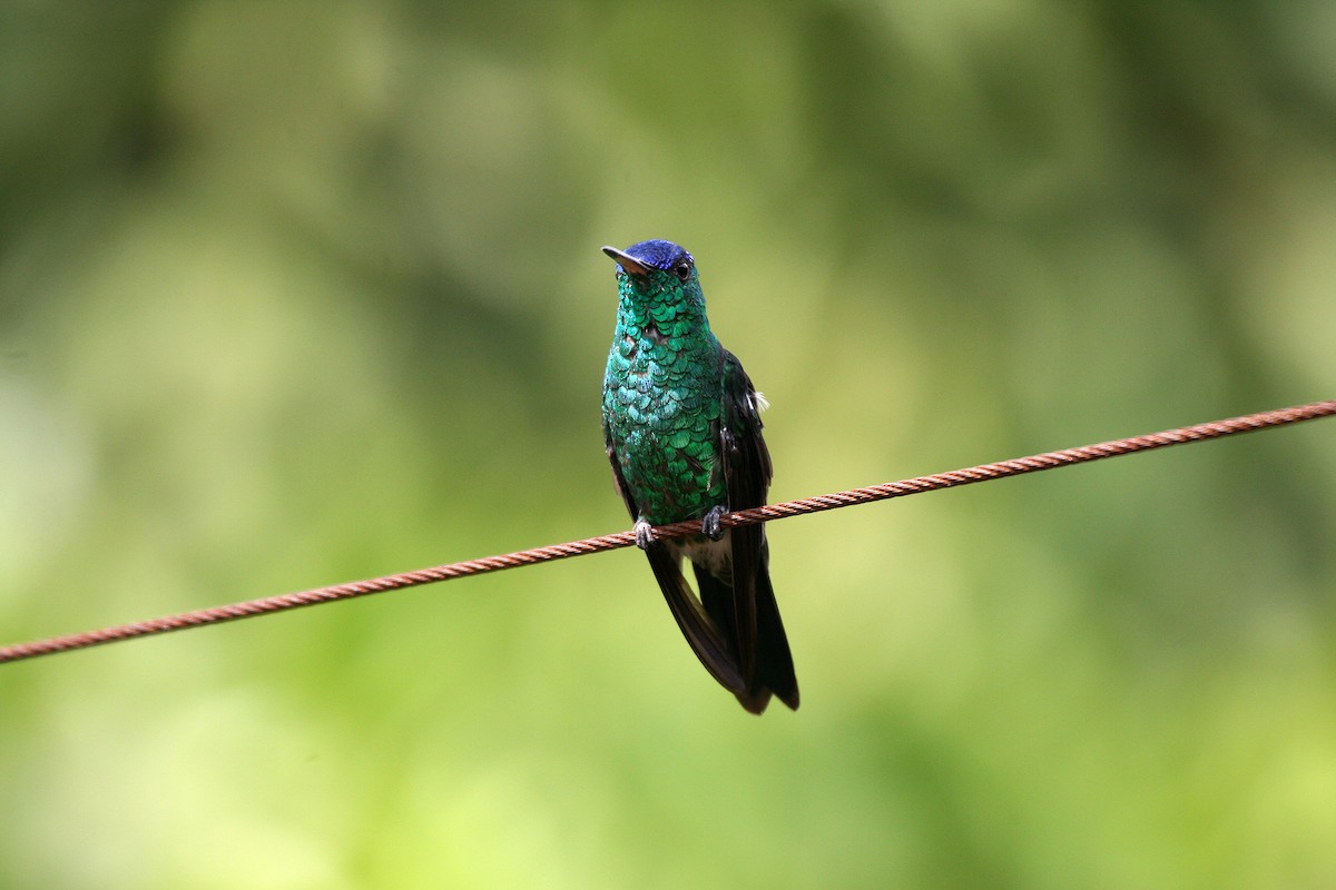 Indigo-capped Hummingbird - ML715604