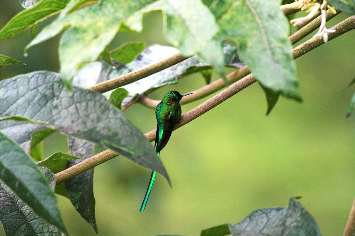 Long-tailed Sylph - Eduardo Soler