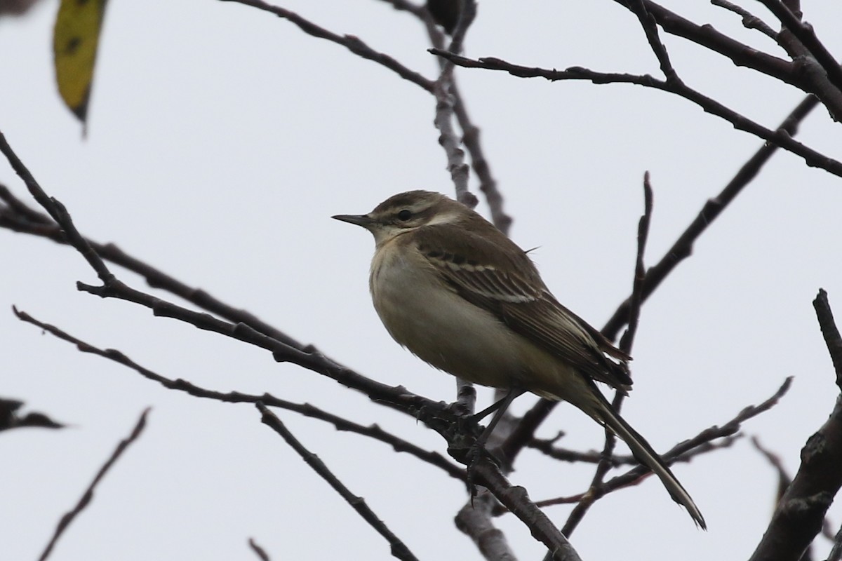 Western Yellow Wagtail - Ingvar Atli Sigurðsson