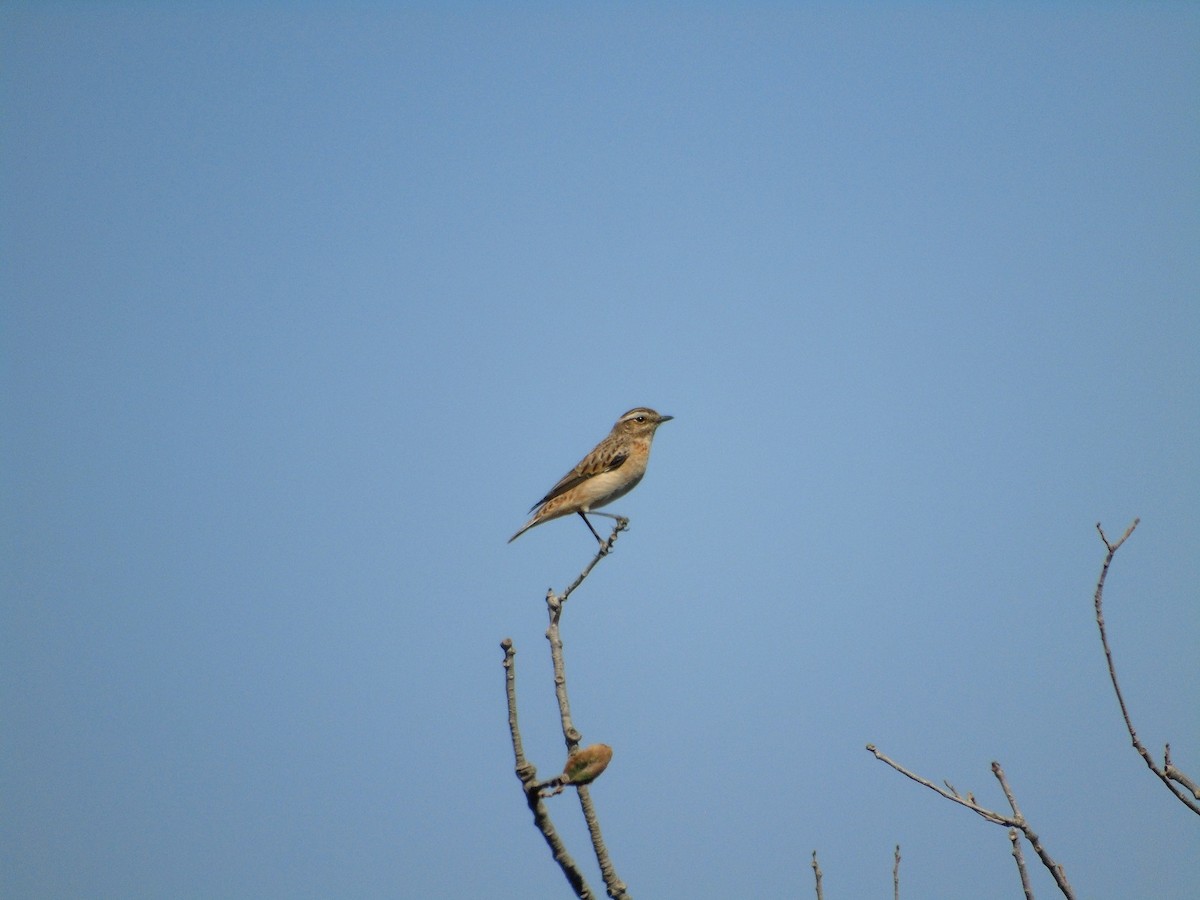 Whinchat - ML71563631