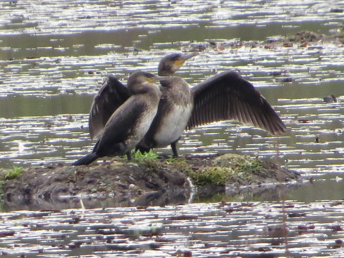 Great Cormorant - ML71564481