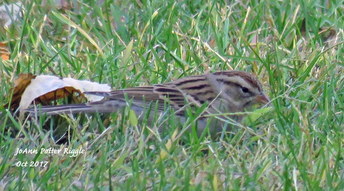 Chipping Sparrow - ML71564861