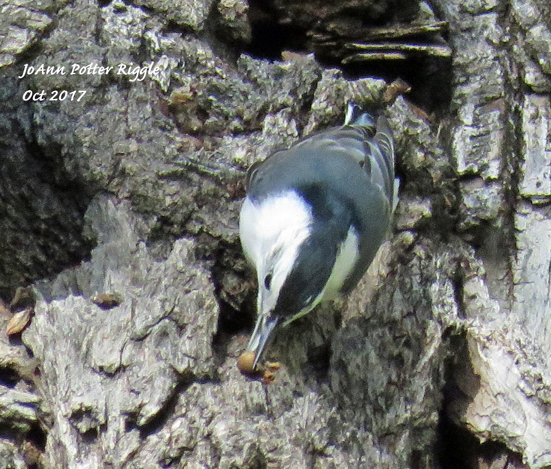 White-breasted Nuthatch - JoAnn Potter Riggle 🦤