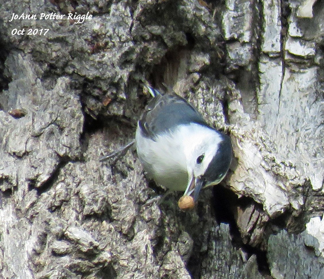 White-breasted Nuthatch - JoAnn Potter Riggle 🦤