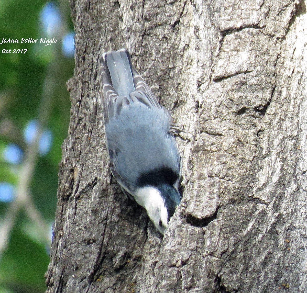 White-breasted Nuthatch - JoAnn Potter Riggle 🦤