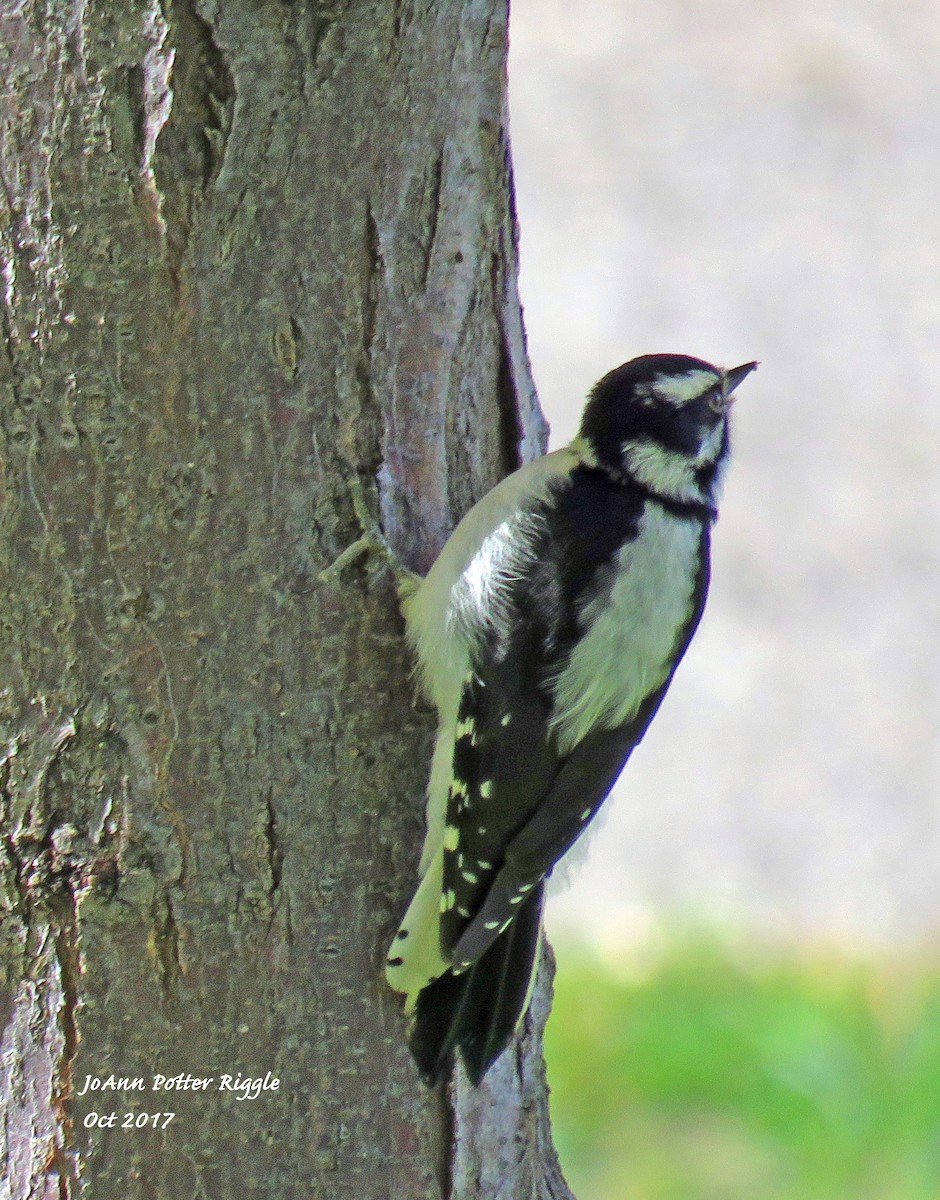 Downy Woodpecker - ML71565521