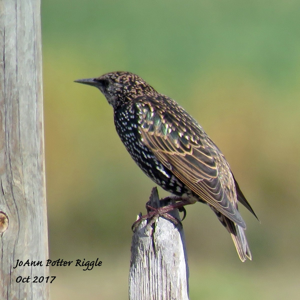 European Starling - ML71565551