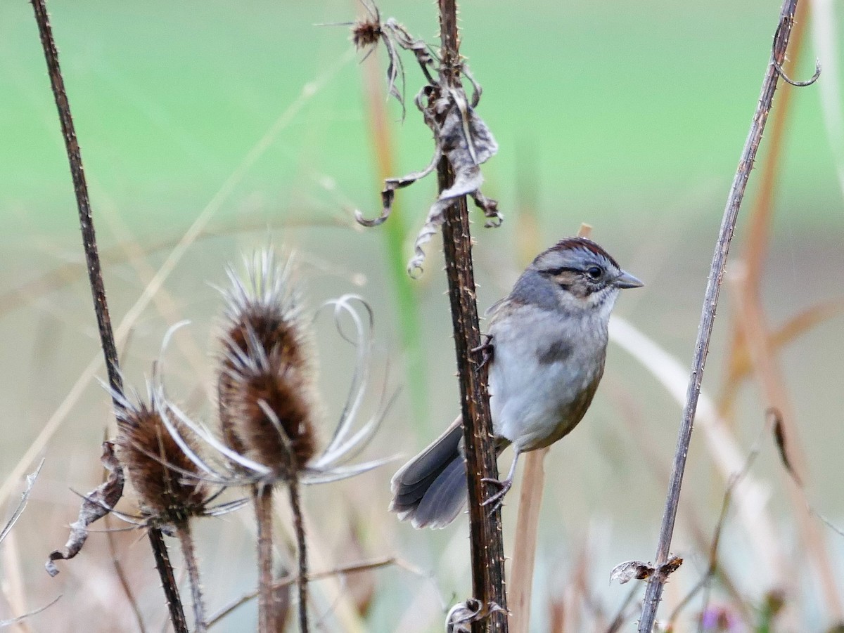 Swamp Sparrow - Chris Pierce