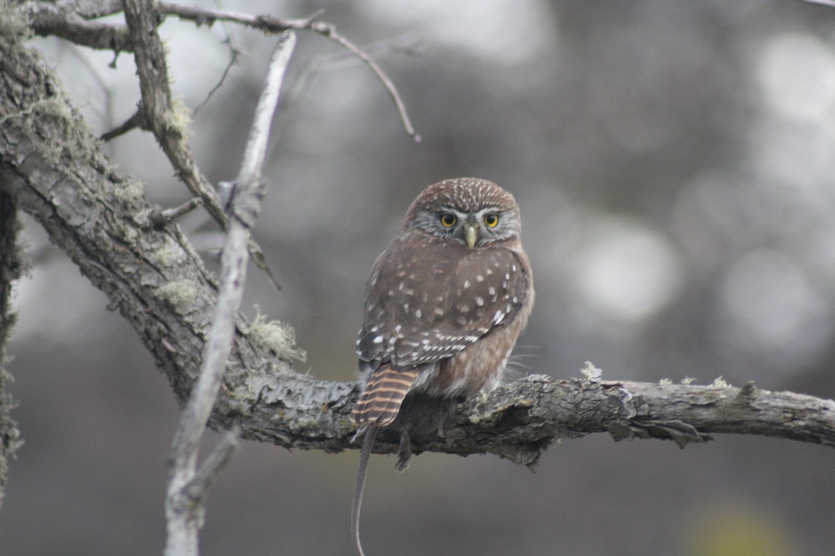 Austral Pygmy-Owl - Juanjo Soto Sanhueza