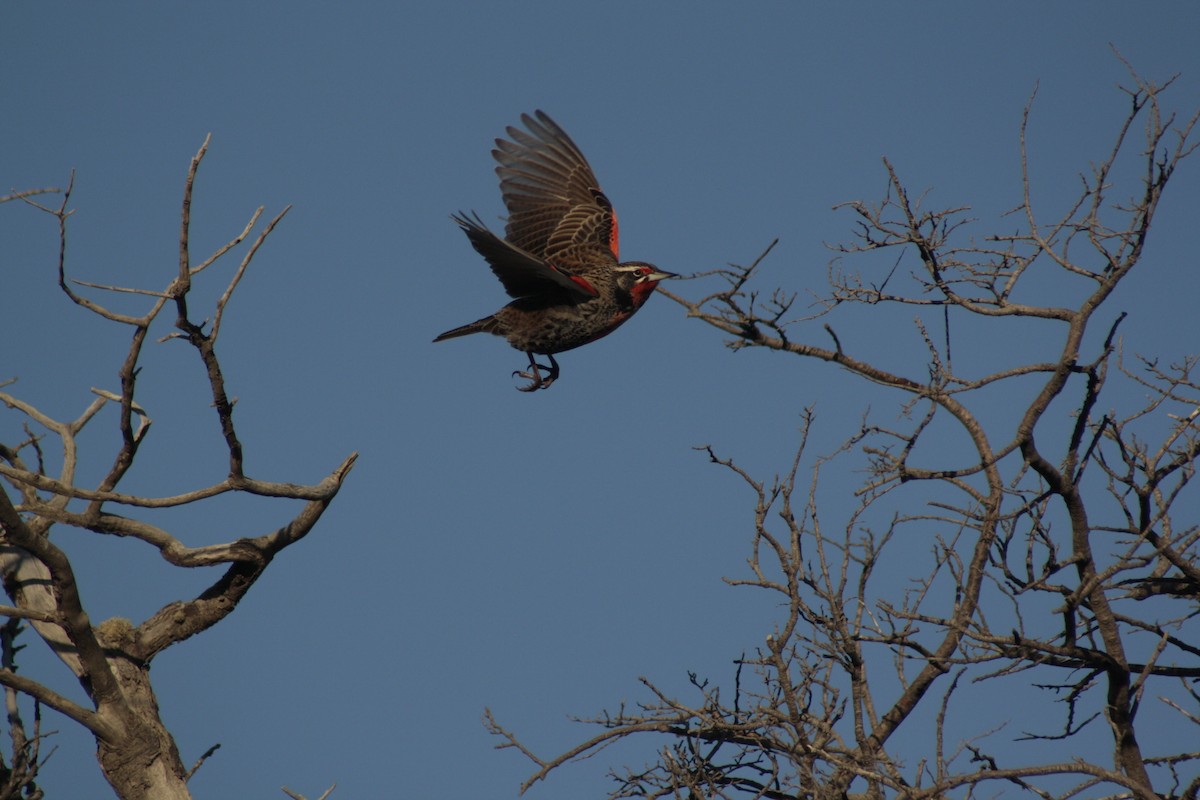 Long-tailed Meadowlark - ML71567471