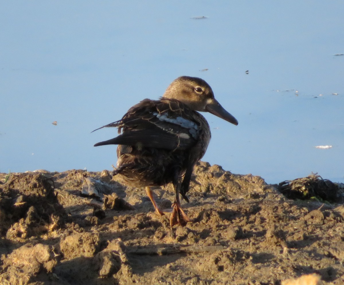 Blue-winged Teal - ML71567511