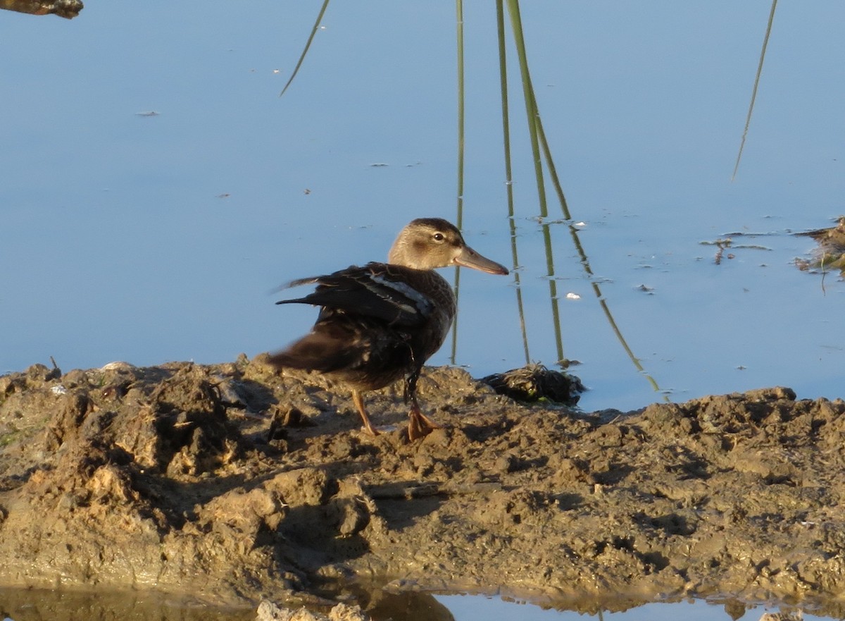 Blue-winged Teal - ML71567591