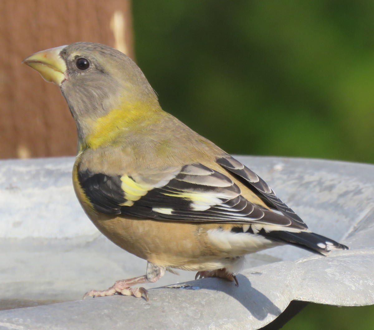 Evening Grosbeak - Jan Thom