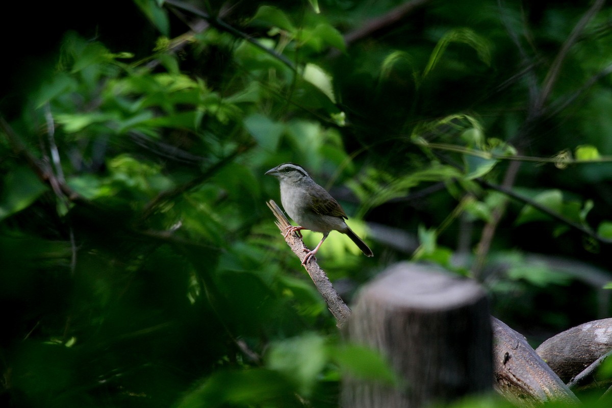 Tocuyo Sparrow - Eduardo Soler