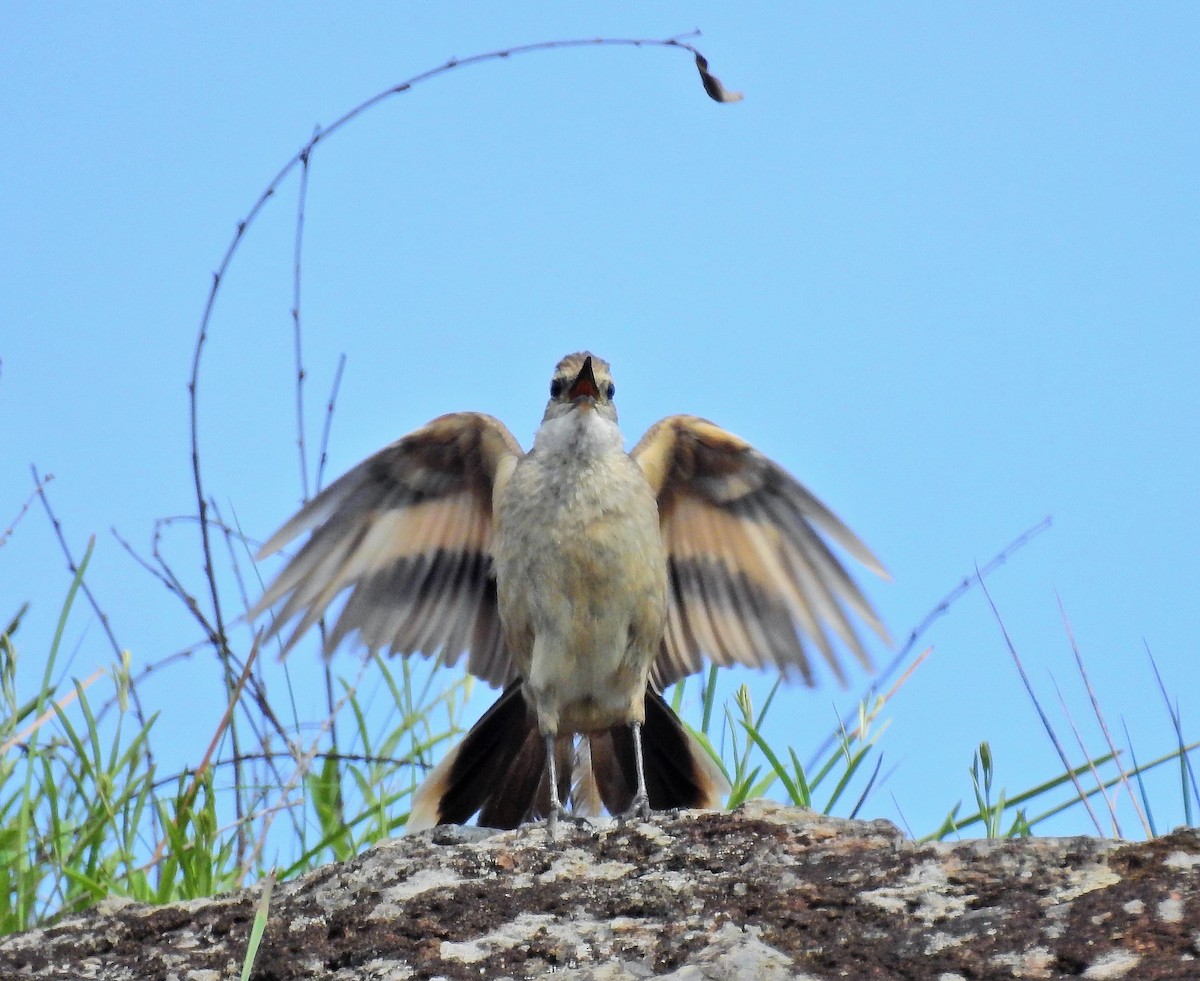 Long-tailed Cinclodes (Long-tailed) - Cláudio Jorge De Castro Filho