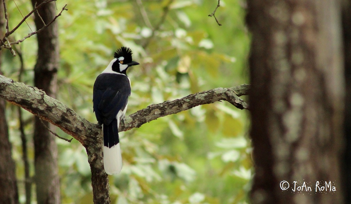 Tufted Jay - ML71570131