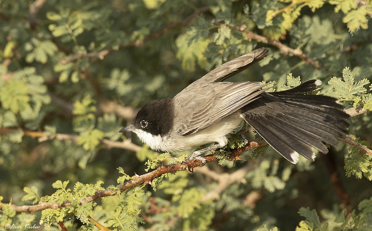 Arabian Warbler - ML715704