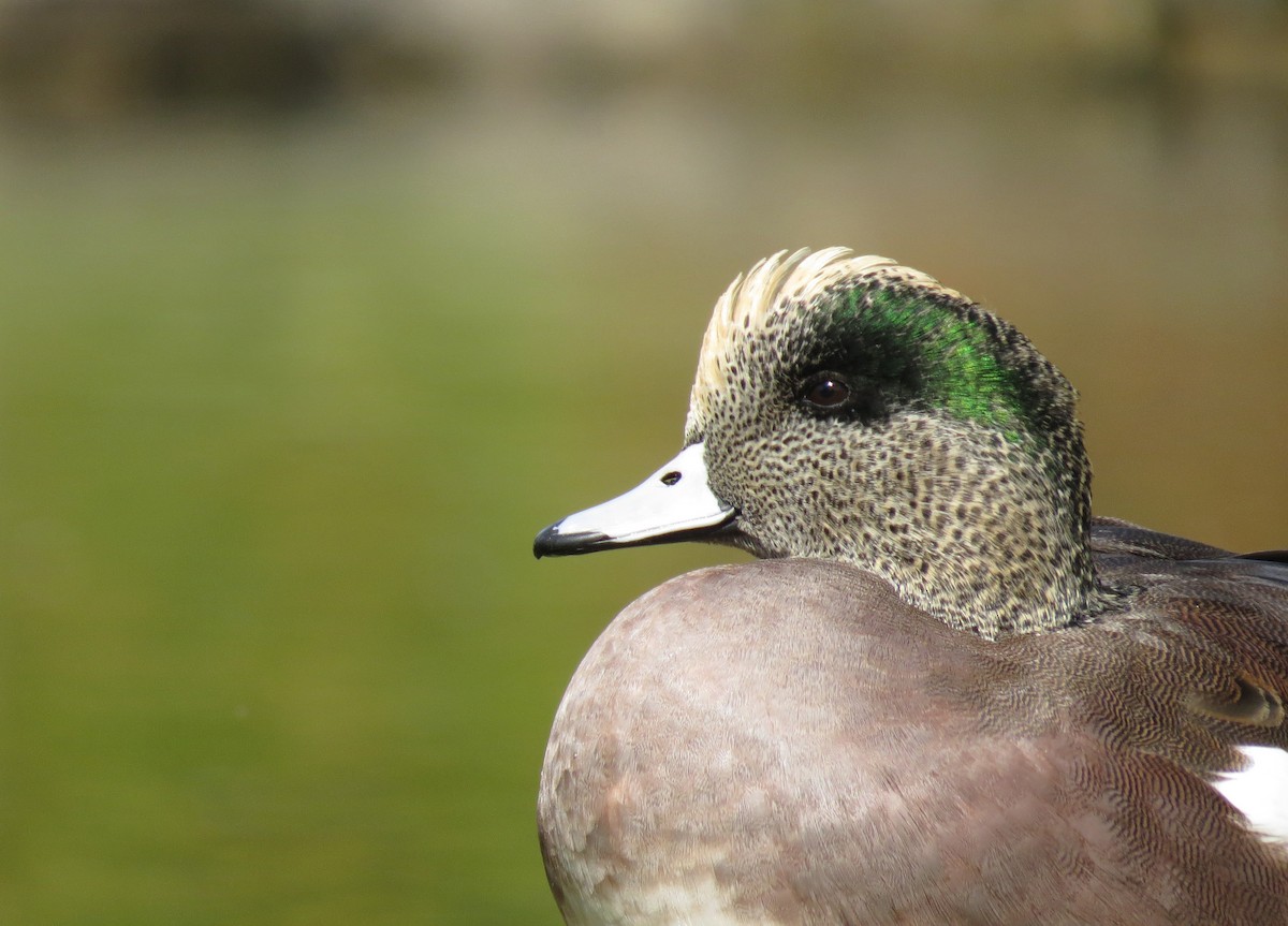 American Wigeon - Ian Hearn