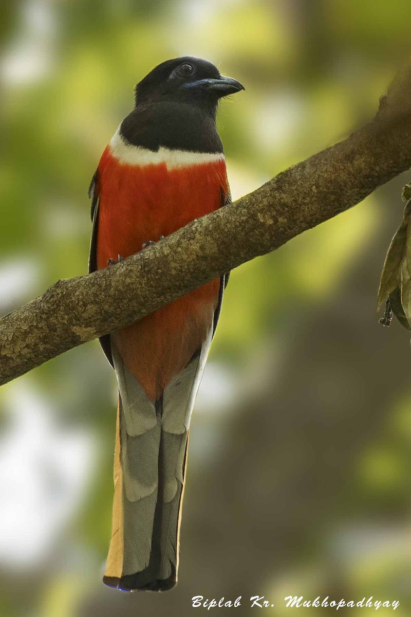 trogon indický - ML715715