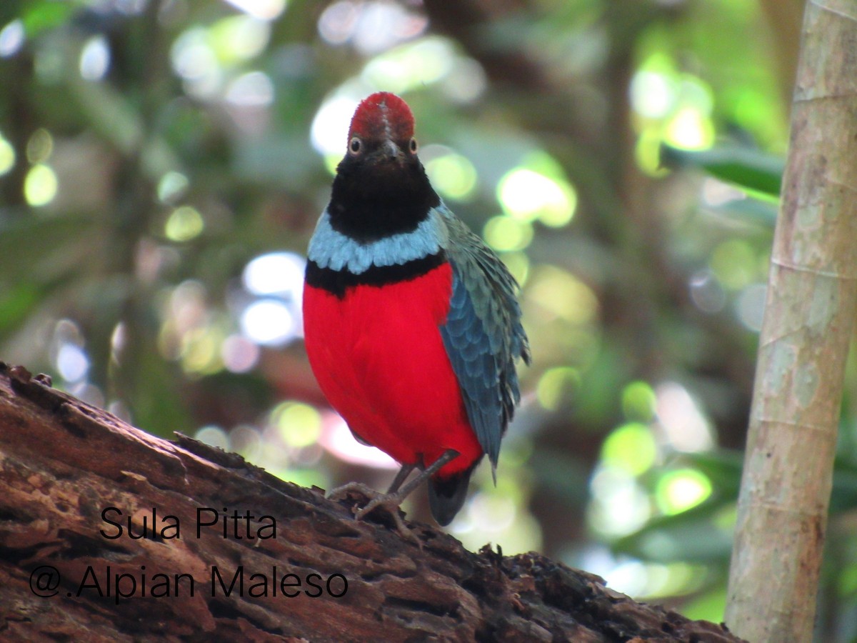 Sula Pitta - Alpian Maleso