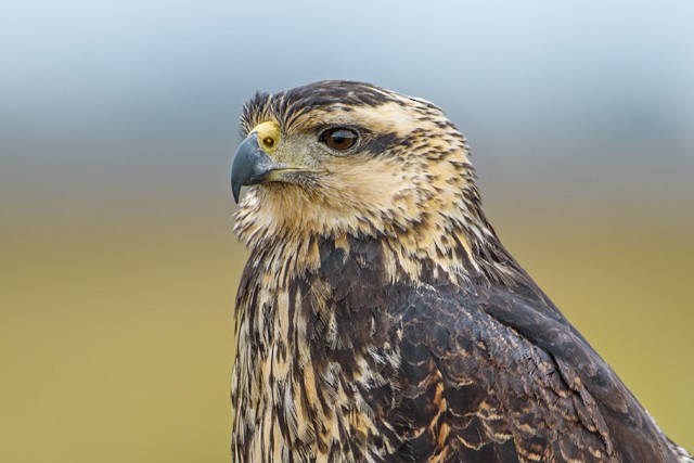 Great Black Hawk (Southern) - Cláudio Timm