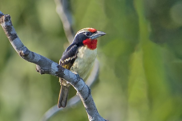 Black-spotted Barbet - Cláudio Timm