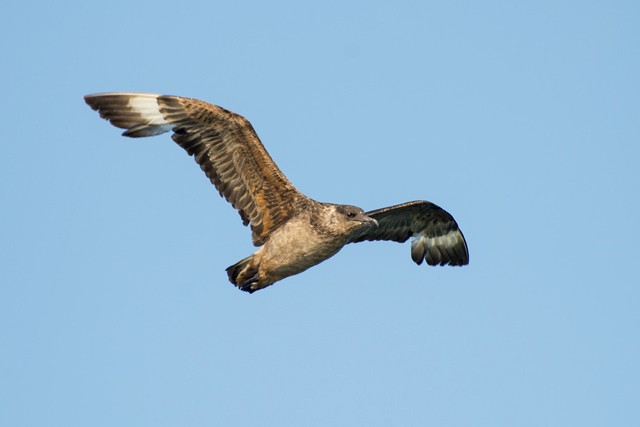 Chilean Skua - ML715739