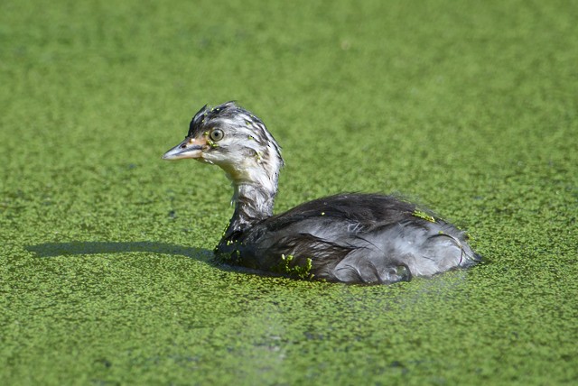 Least Grebe - ML715742