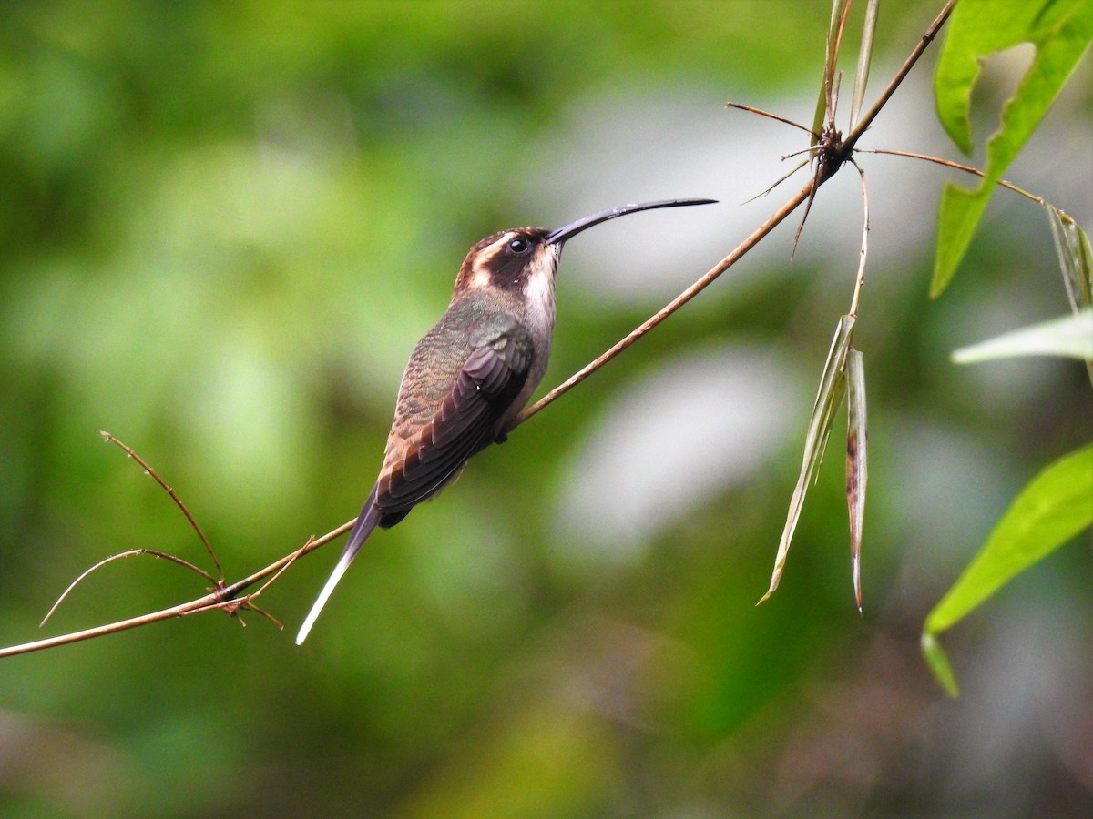 Scale-throated Hermit - Pablo Alejandro Pla