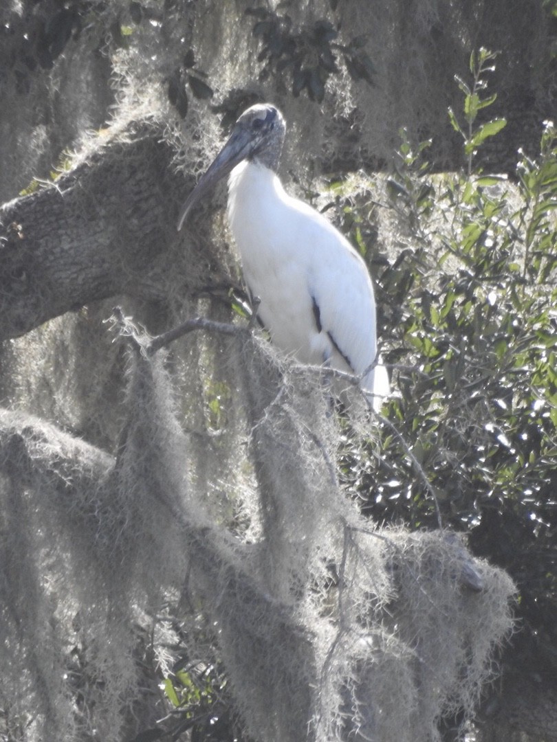 Wood Stork - Steve McInnis