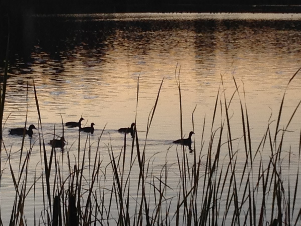 American Coot - Alice Oliver